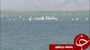 آغاز کوچ  پرندگان مهاجر به تالاب میقان اراک