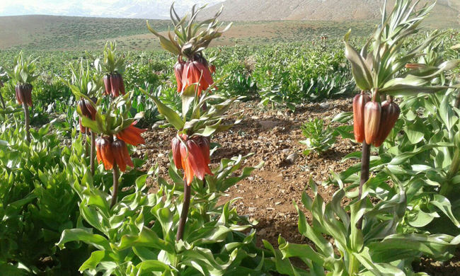 تصاویر شکوفایی اولین لاله های واژگون در کوهرنگ