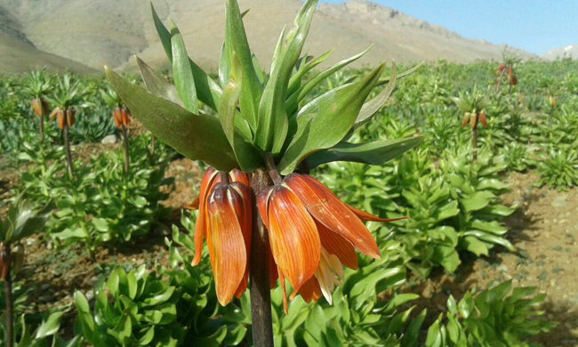 تصاویر شکوفایی اولین لاله های واژگون در کوهرنگ
