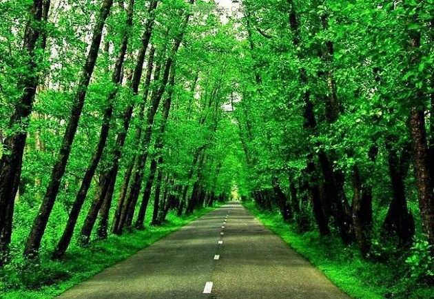 احداث پارک جنگلی با هزینه 670 میلیون ریال