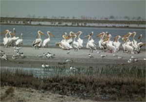تالاب بین المللی کانی برازان میزبان 100 بال پلیکان
