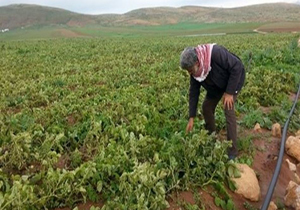 تلاش صهیونیست‌ها برای تخریب کشاورزی فلسطین