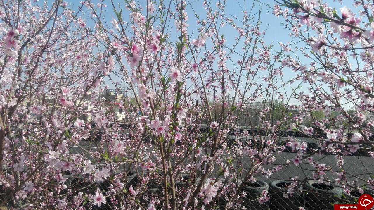 روایتی از شکوفه های بهاری باغ یافت آباد + فیلم وتصاویر