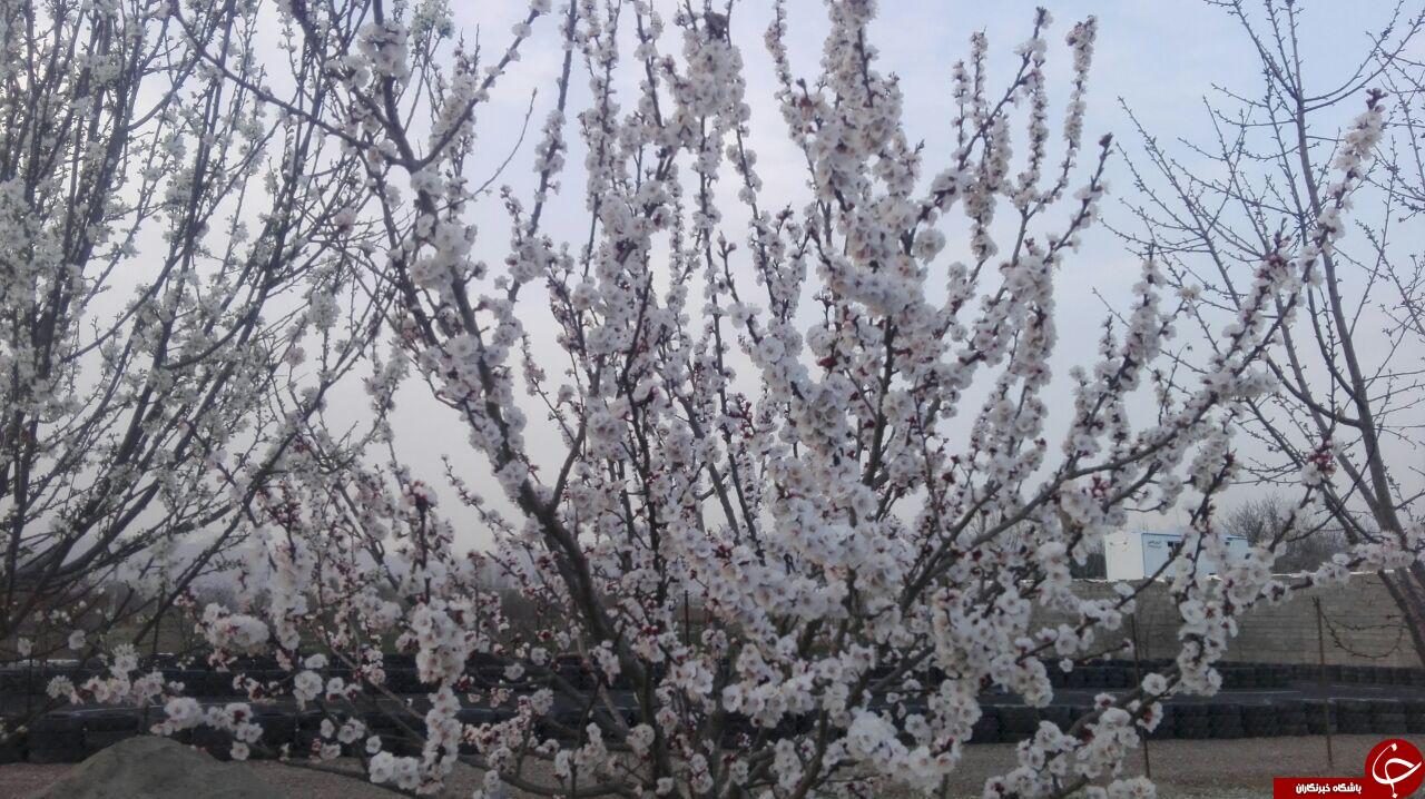 روایتی از شکوفه های بهاری باغ یافت آباد + فیلم وتصاویر