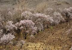 سرمازدگی به باغات زردآلوی بسطام خسارت زد