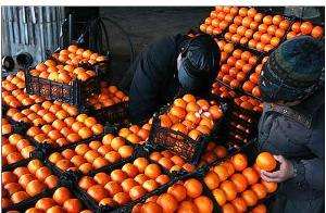 توزیع بیش از 60 تن میوه در ایام نوروز در چالدران