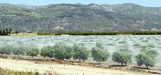 توصیه کارشناسان به باغداران آذربایجان شرقی برای حفظ باغات از تگرگ