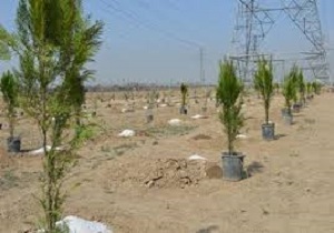 کاشت بیش از 500 اصله درخت در روستاهای منطقه اورامان