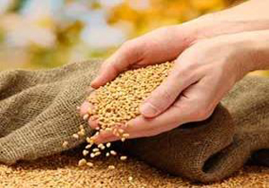 توزیع 4 میلیون کیلوگرم بذور زراعی اصلاح شده در مازندران