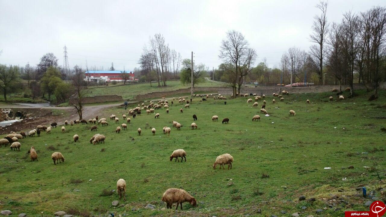 نمایی متفاوت از طبیعت زیبای کلاردشت + فیلم