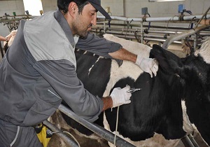مراقبت از 4 هزار واحد دامی در سال 95