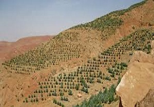 5هزار هکتار از عرصه های استان جنگل کاری می شود