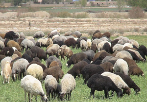 کنترل بیماری طاعون نشخوارکنندگان کوچک