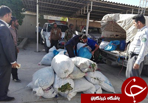 کشف بیش از 500 کیلوگرم گیاهان در حال انقراض در نی ریز