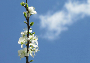 پیش بینی آسمانی نیمه ابری و وزش باد
