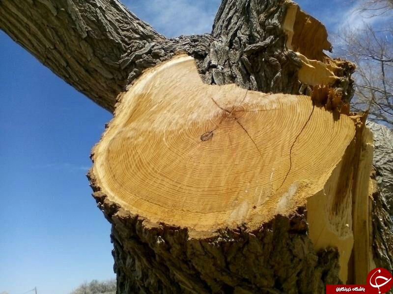 قطع بی&zwnj;رویه درختان در آباده+ تصاویر