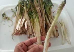 کنگر غذای پرخاصیت بهاری