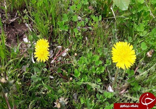 چشم&zwnj;اندازی زیبا از طبیعت بهاری در روستای قلعه