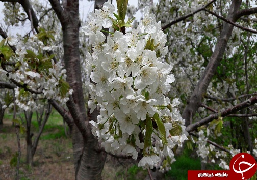 چشم&zwnj;اندازی زیبا از طبیعت بهاری در روستای قلعه