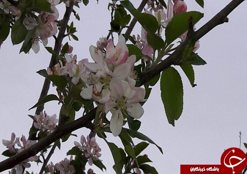 چشم&zwnj;اندازی زیبا از طبیعت بهاری در روستای قلعه