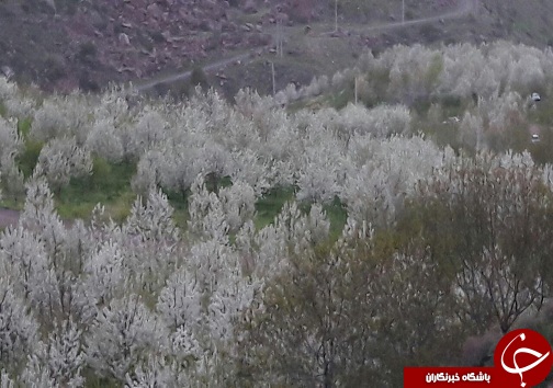 چشم&zwnj;اندازی زیبا از طبیعت بهاری در روستای قلعه