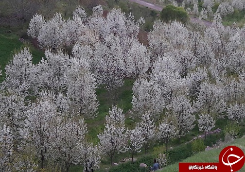 چشم&zwnj;اندازی زیبا از طبیعت بهاری در روستای قلعه