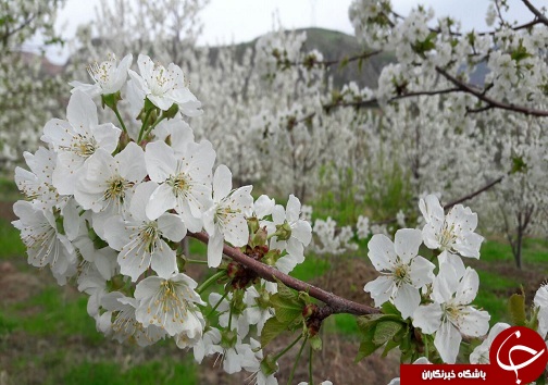 چشم&zwnj;اندازی زیبا از طبیعت بهاری در روستای قلعه
