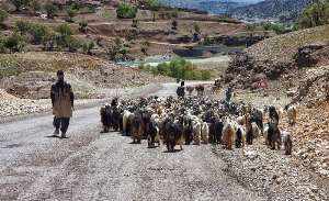 کوچ عشایر بختیاری از خوزستان به ییلاق