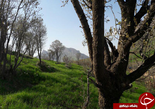 منطقه حفاظت شده سفیدکوه خرم&zwnj;آباد مامن 138 گونه جانوری + تصاویر