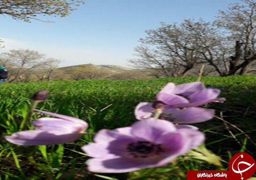 منطقه حفاظت شده سفیدکوه خرم&zwnj;آباد مامن 138 گونه جانوری + تصاویر