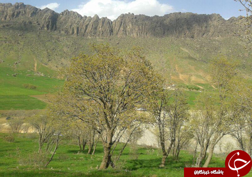 منطقه حفاظت شده سفیدکوه خرم&zwnj;آباد مامن 138 گونه جانوری + تصاویر