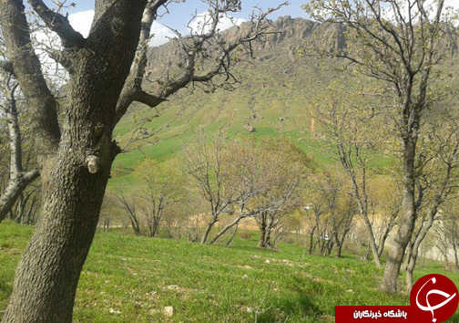 منطقه حفاظت شده سفیدکوه خرم&zwnj;آباد مامن 138 گونه جانوری + تصاویر