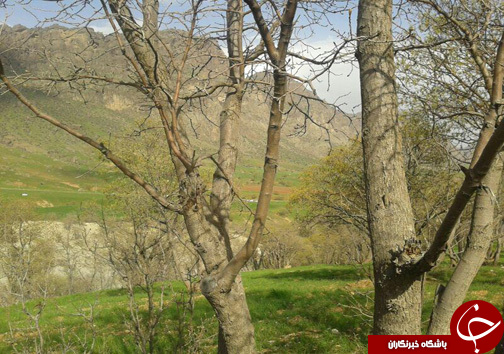 منطقه حفاظت شده سفیدکوه خرم&zwnj;آباد مامن 138 گونه جانوری + تصاویر