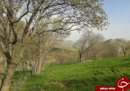 منطقه حفاظت شده سفیدکوه خرم&zwnj;آباد مامن 138 گونه جانوری + تصاویر
