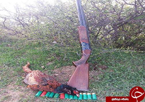 دستگیری شکارچیان قرقاول در کیاسر