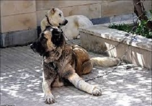 نگهداری حیوانات در صورتی که مزاحم همسایگان شود، از نظر قانونی چه حکمی دارد؟