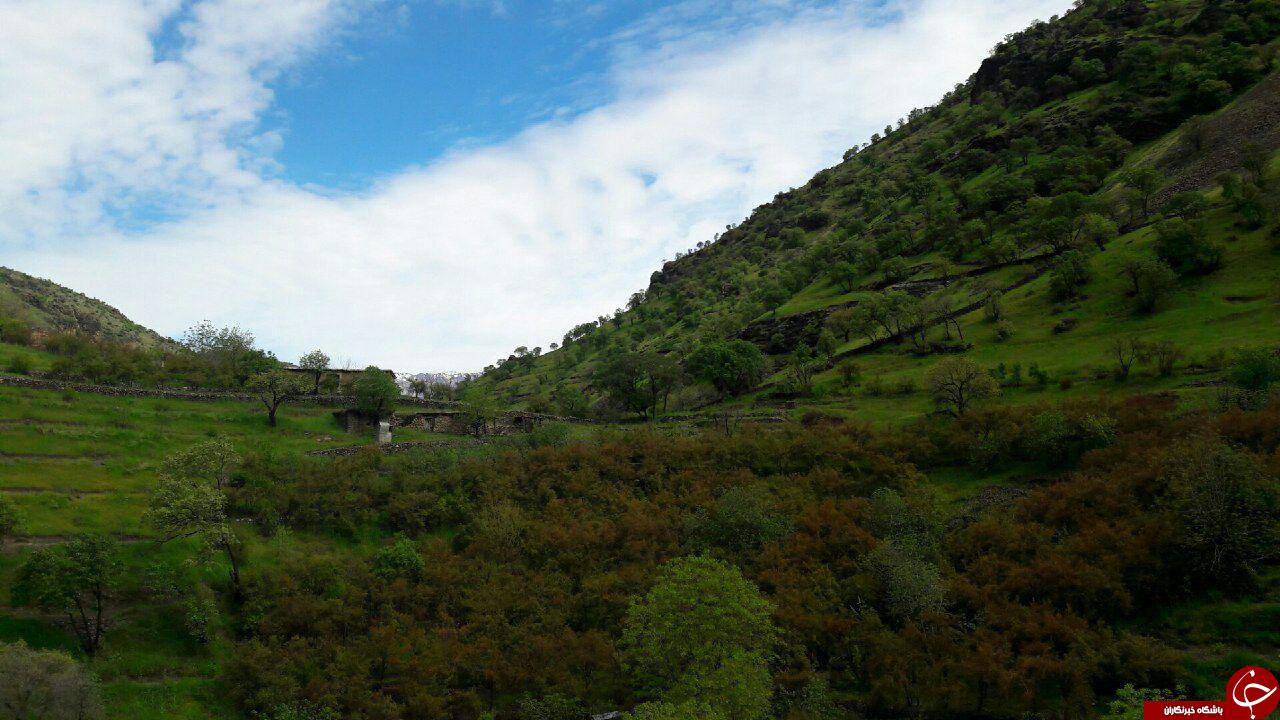 نمایی متفاوت از طبیعت بهاری پاوه + تصاویر