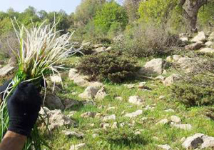 ممنوعیت بوته کنی گیاهان مرتعی در چهارمحال و بختیاری