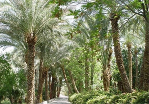 آغاز گرده افشانی نخلستان های خنج
