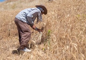 برداشت گندم از گندمزارهای رامشير آغاز شد