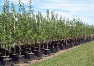 350 هزار اصله نهال درختان مثمر در اردبیل توزیع شد