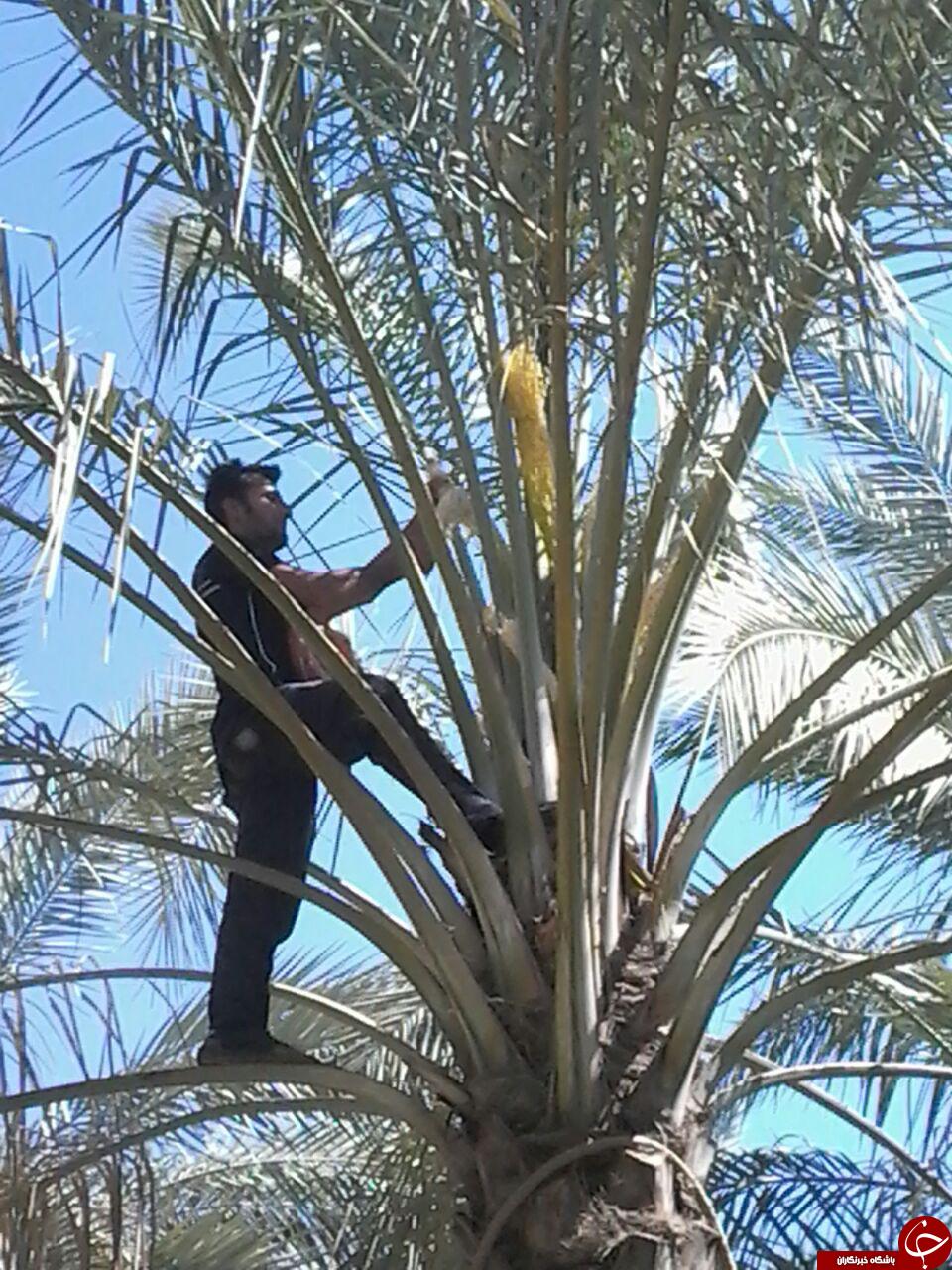 گردافشانی درختان خرما در قاب تصویر