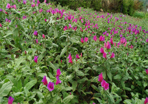 برداشت گل گاو زبان در روستای میلاش اشکورات