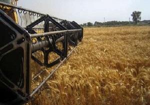 برداشت گندم از اراضی شوش