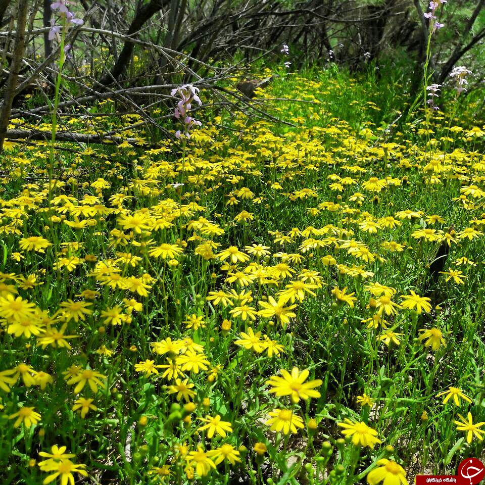 طبیعت بهاری روستای &laquo;چیل کنار&raquo; + تصاویر
