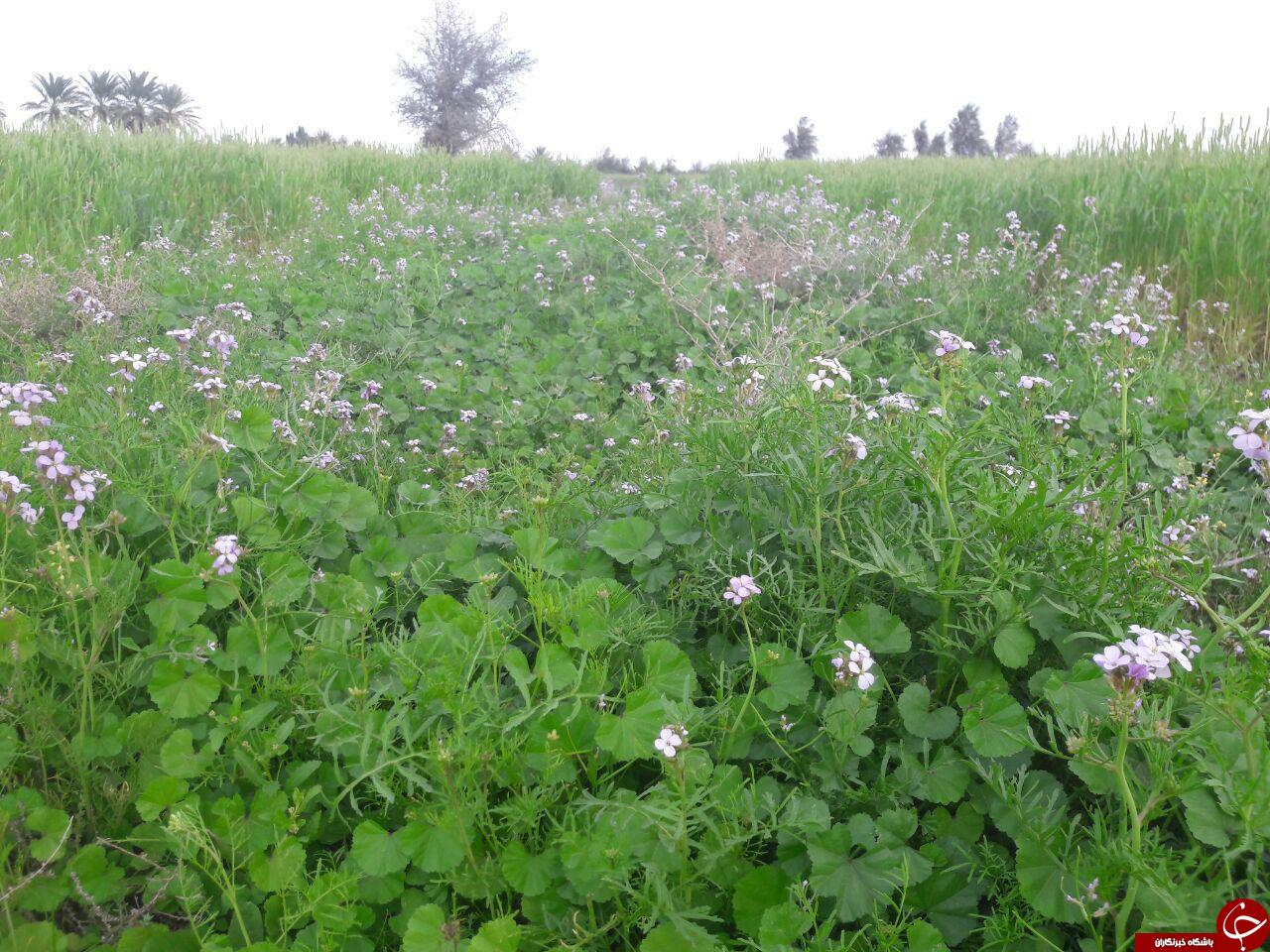 طبیعت بهاری روستای &laquo;چیل کنار&raquo; + تصاویر