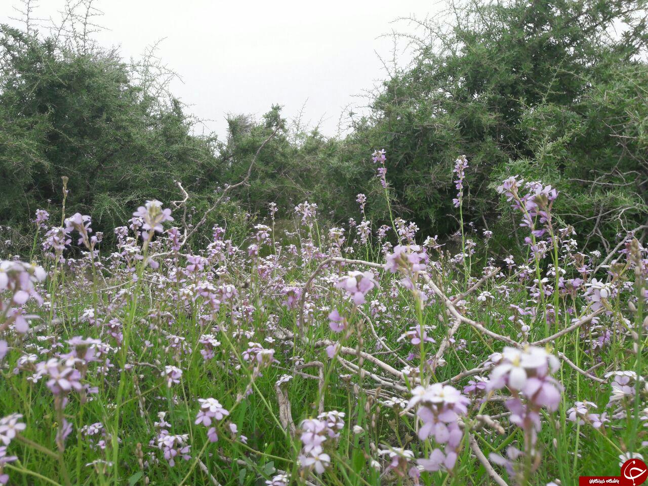 طبیعت بهاری روستای &laquo;چیل کنار&raquo; + تصاویر