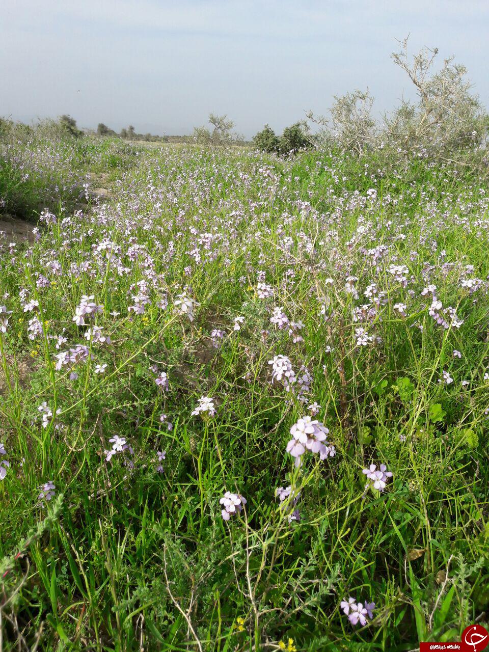 طبیعت بهاری روستای &laquo;چیل کنار&raquo; + تصاویر