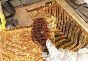 برداشت عسل طبیعی بهاره در فارس