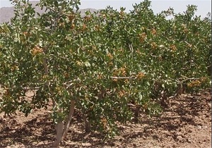 افزایش کاشت نهال پسته در اردبیل